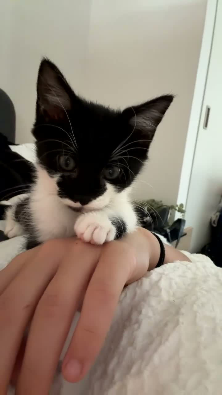Mixed Breed cats for sale: Gorgeous mixed breed Kitten for sale - Video 1