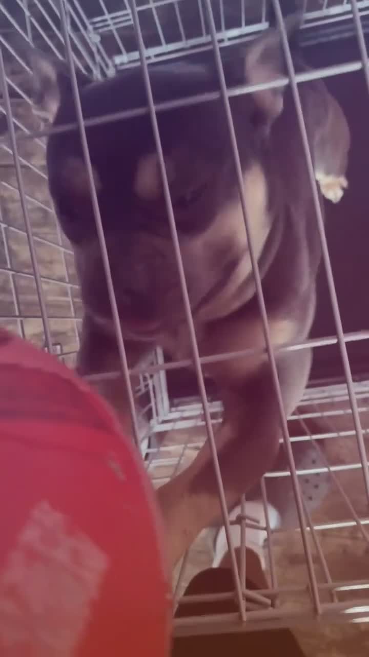 American Bulldog dogs for sale: american bulldog(micro) in Croydon - Video 1