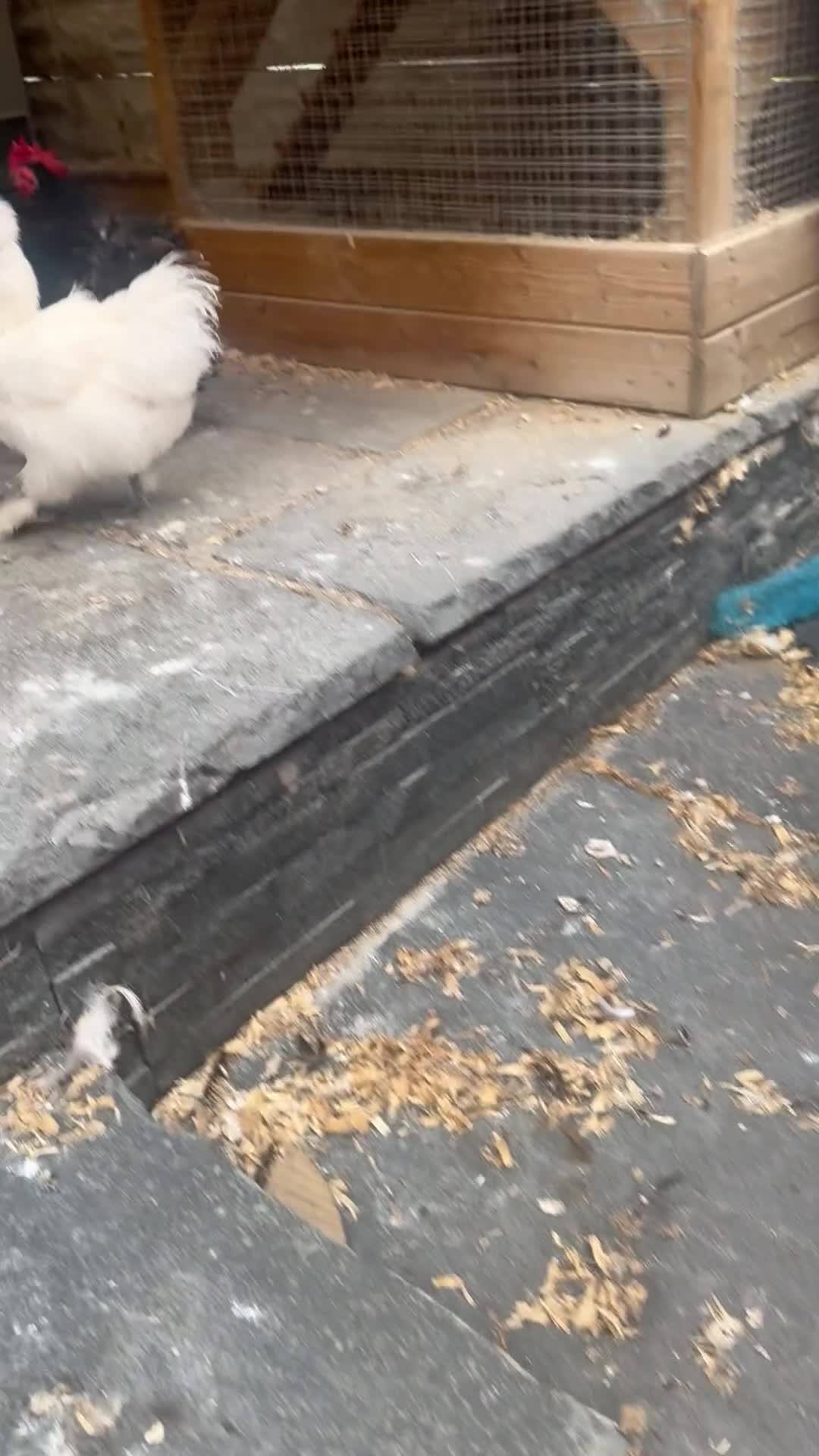 Chickens poultry for sale: Bonded Bantams  - Video 1