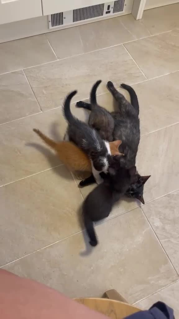 Domestic Shorthair cats for sale: Kittens Ready Now in Bury Saint Edmunds - Video 1