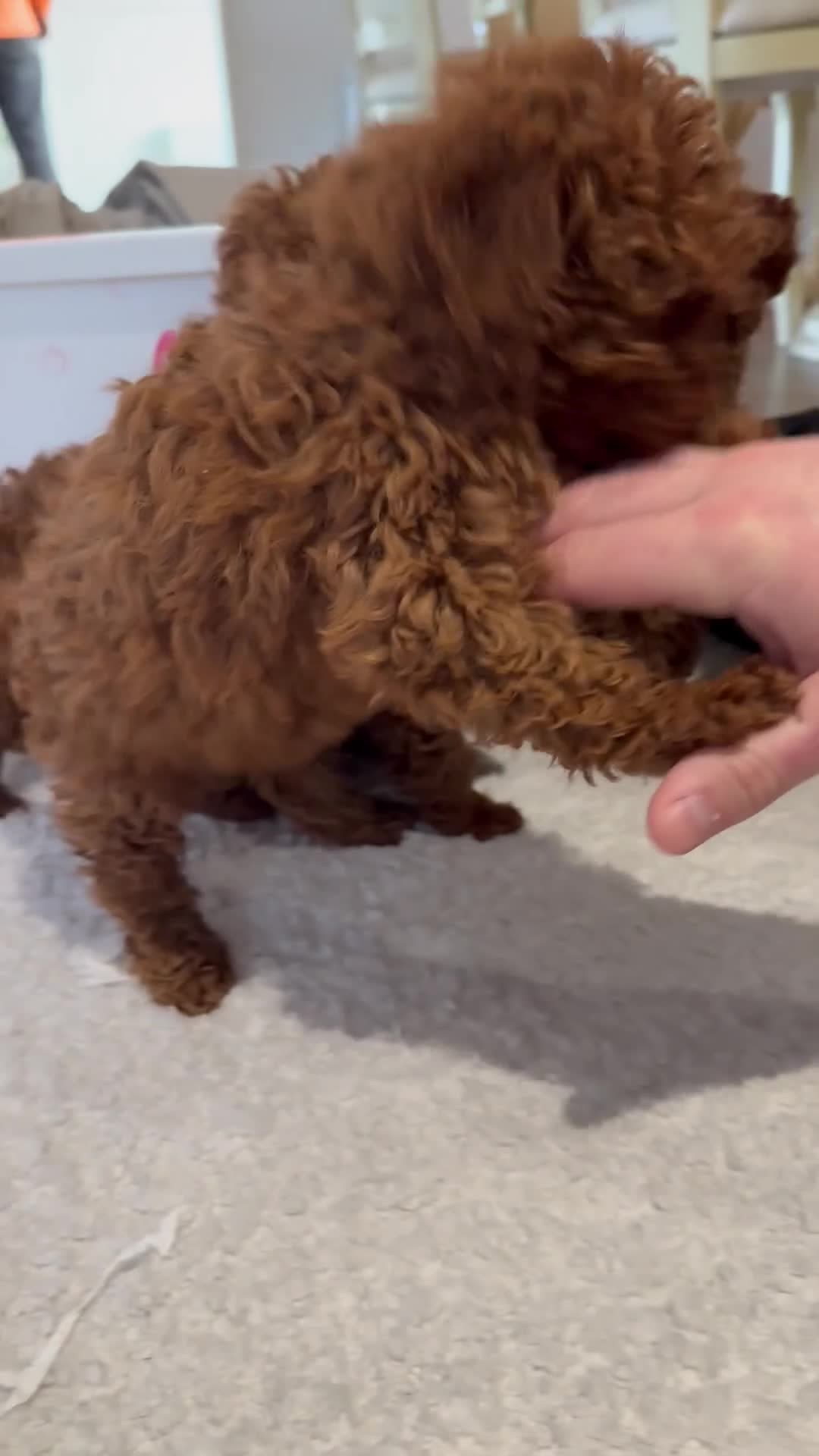 Maltipoo dogs for sale: Red coated maltipoos puppies for sale ♥️🐾 - Video 3