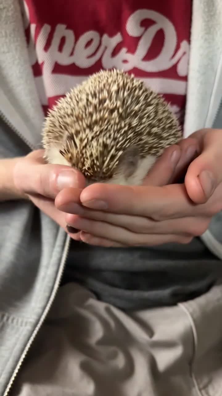 Pygmy Hedgehog rodents for sale: Milkyway - African Pygmy Hedgehog Girl for sale  - Video 4
