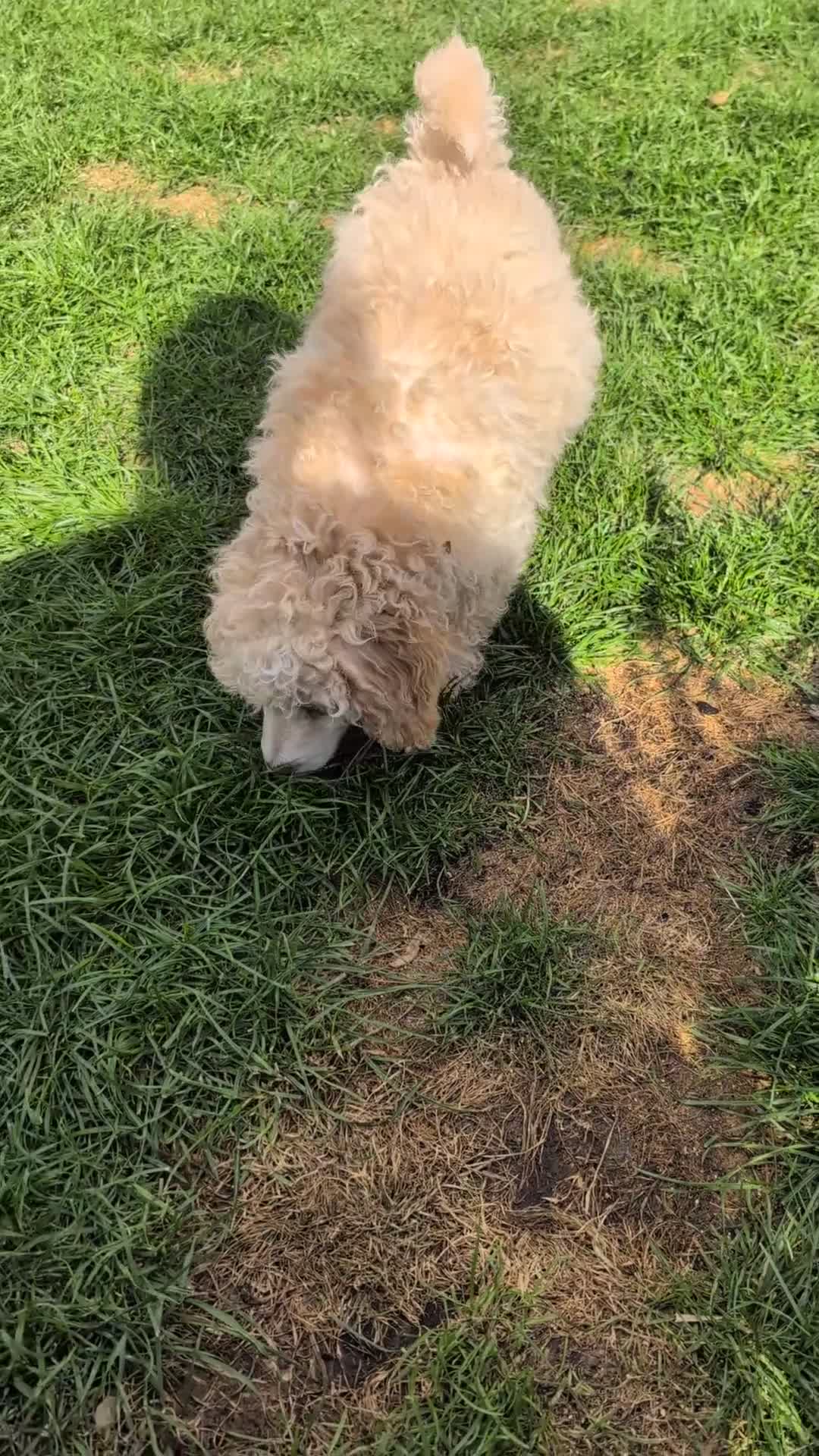 Miniature Poodle dogs for sale: Beautiful KC registered miniature poodles  - Video 4