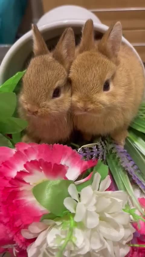 Netherland Dwarf rabbits for sale: Bunnies  in London - Video 1