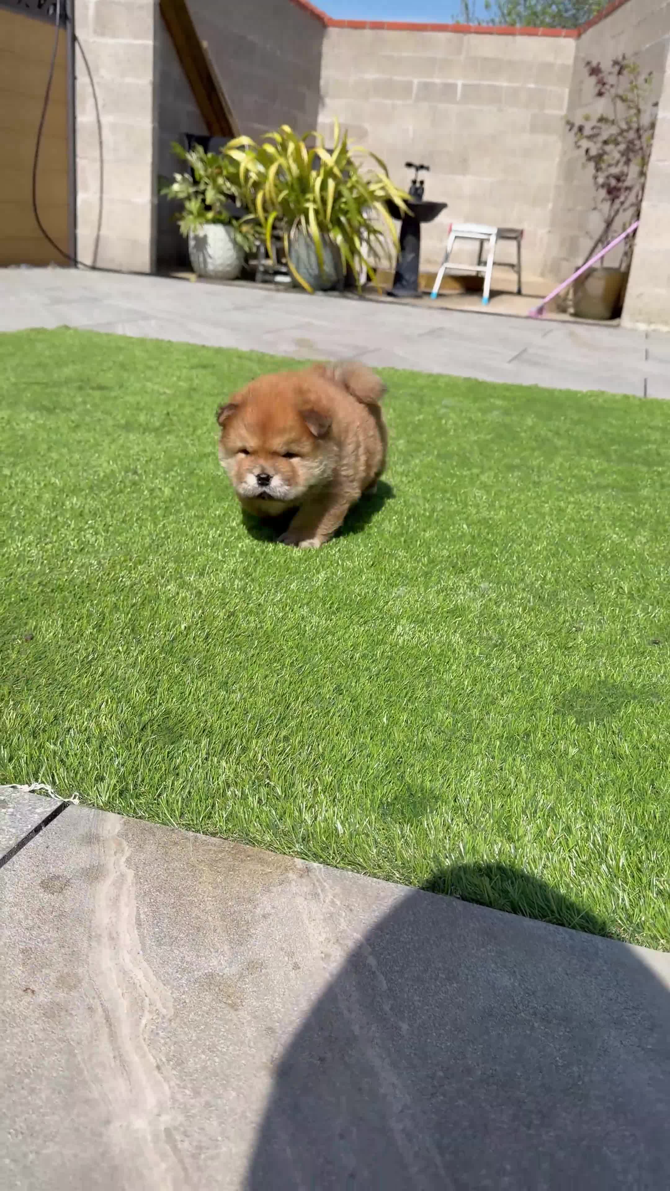 Chow Chow dogs for sale: 2 beautiful chow puppies 🐶  - Video 2