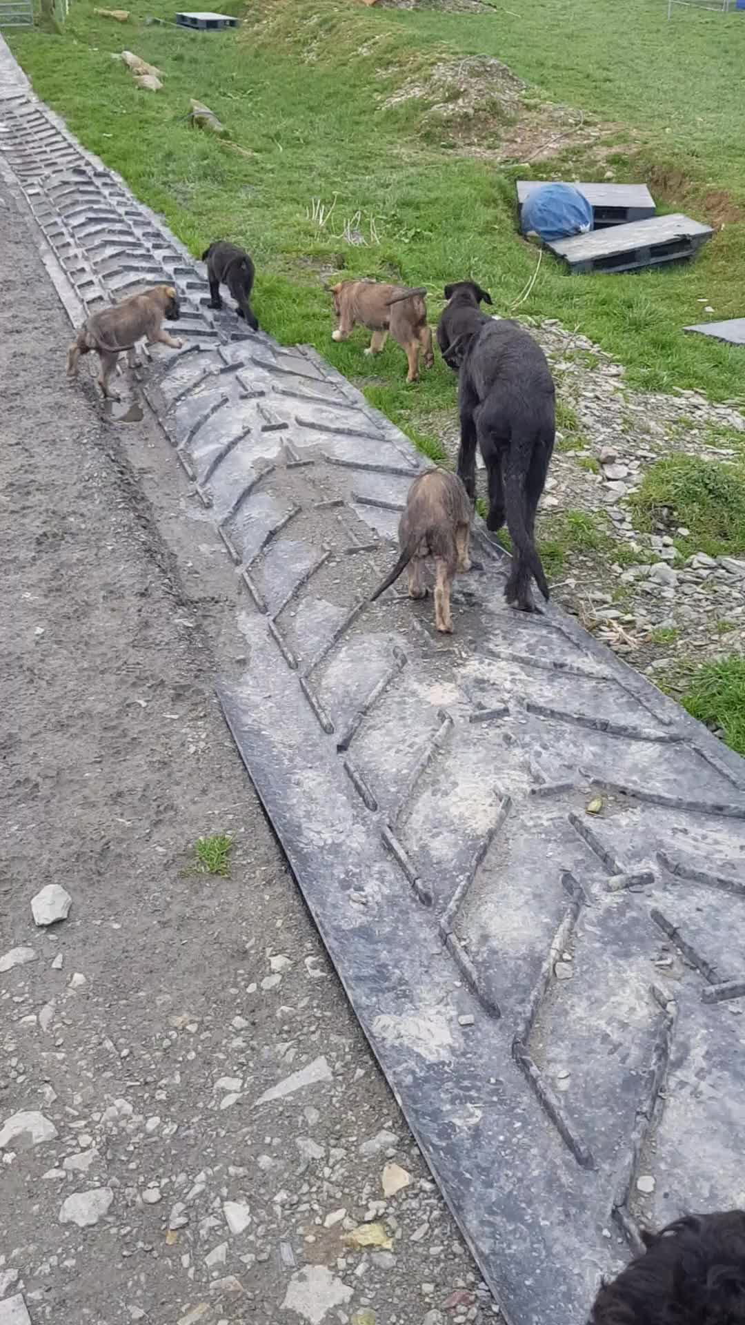 Irish Wolfhound dogs for sale: Exquisite KC registered Irish Wolfhound litter - Video 1