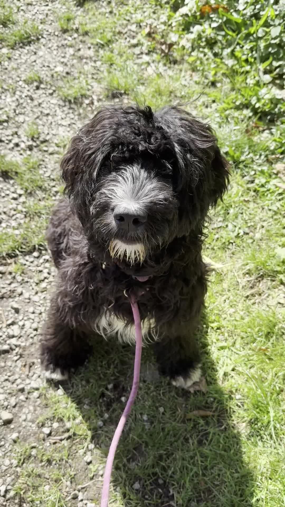 Portuguese Water Dog dogs for sale: ARTSEADOG KC registered Pure Portuguese Waterdogs - Video 3
