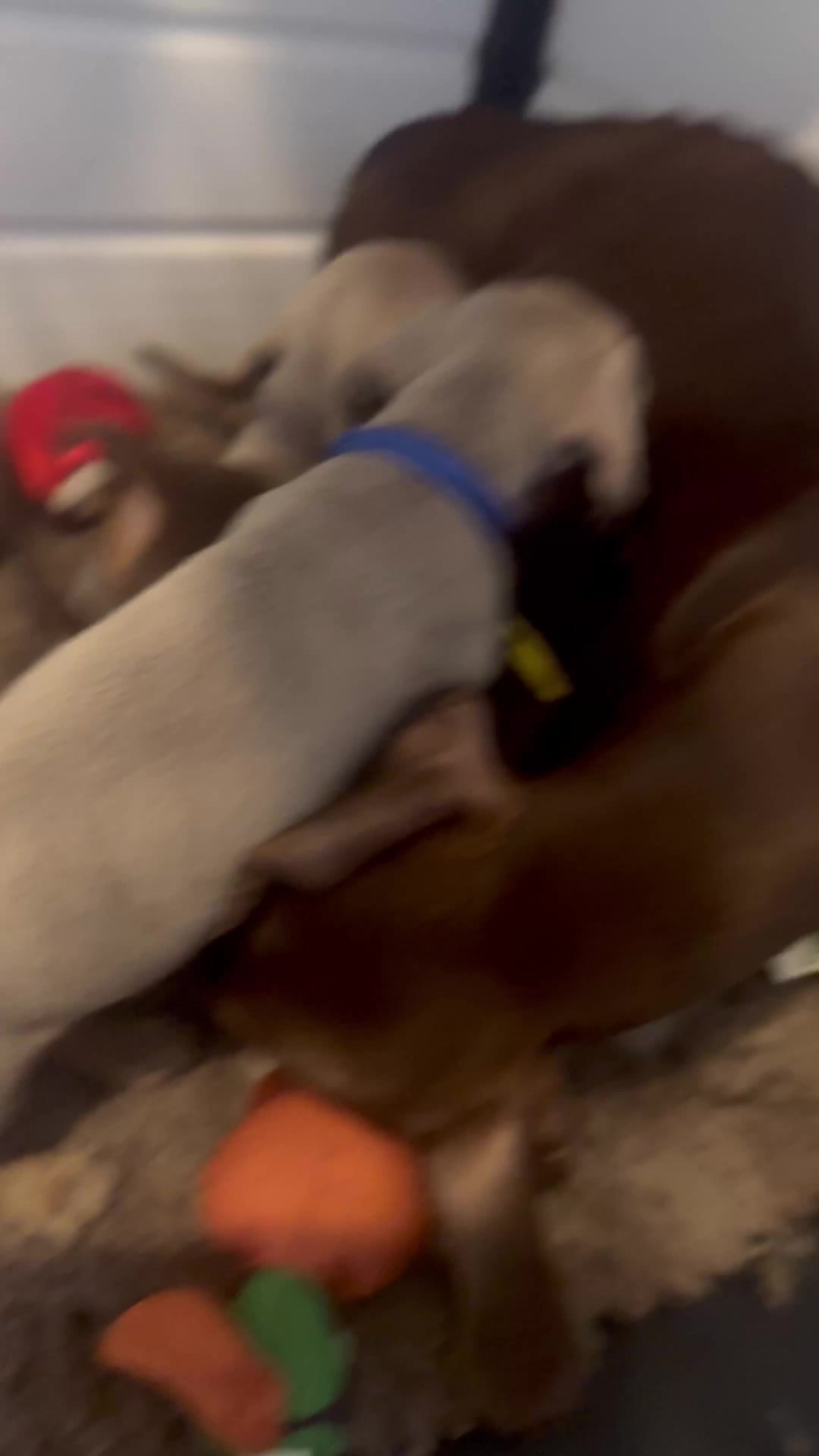 Dachshund dogs for sale: READY NOW Beautiful miniature girl puppy - Video 1