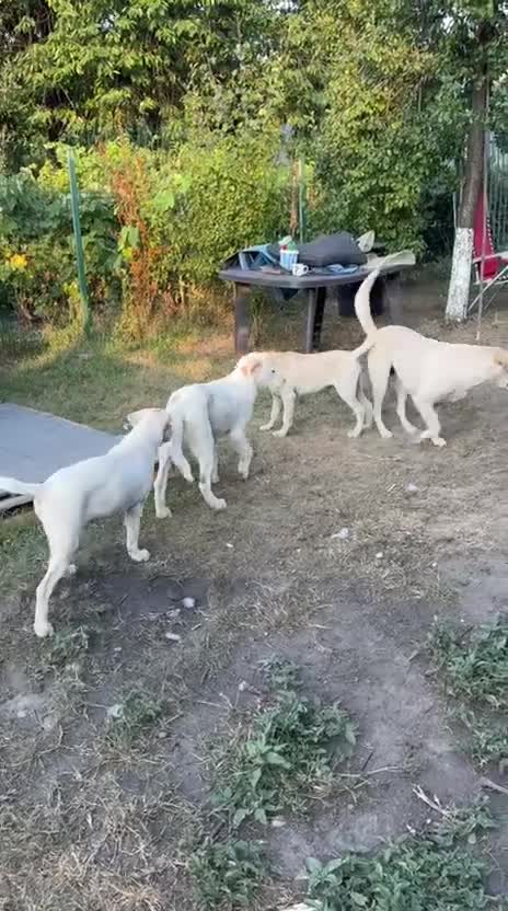 Mixed Breed dogs for adoption: 🤍 Beautiful CARLA - for a Loving Home 🐾 - Video 3