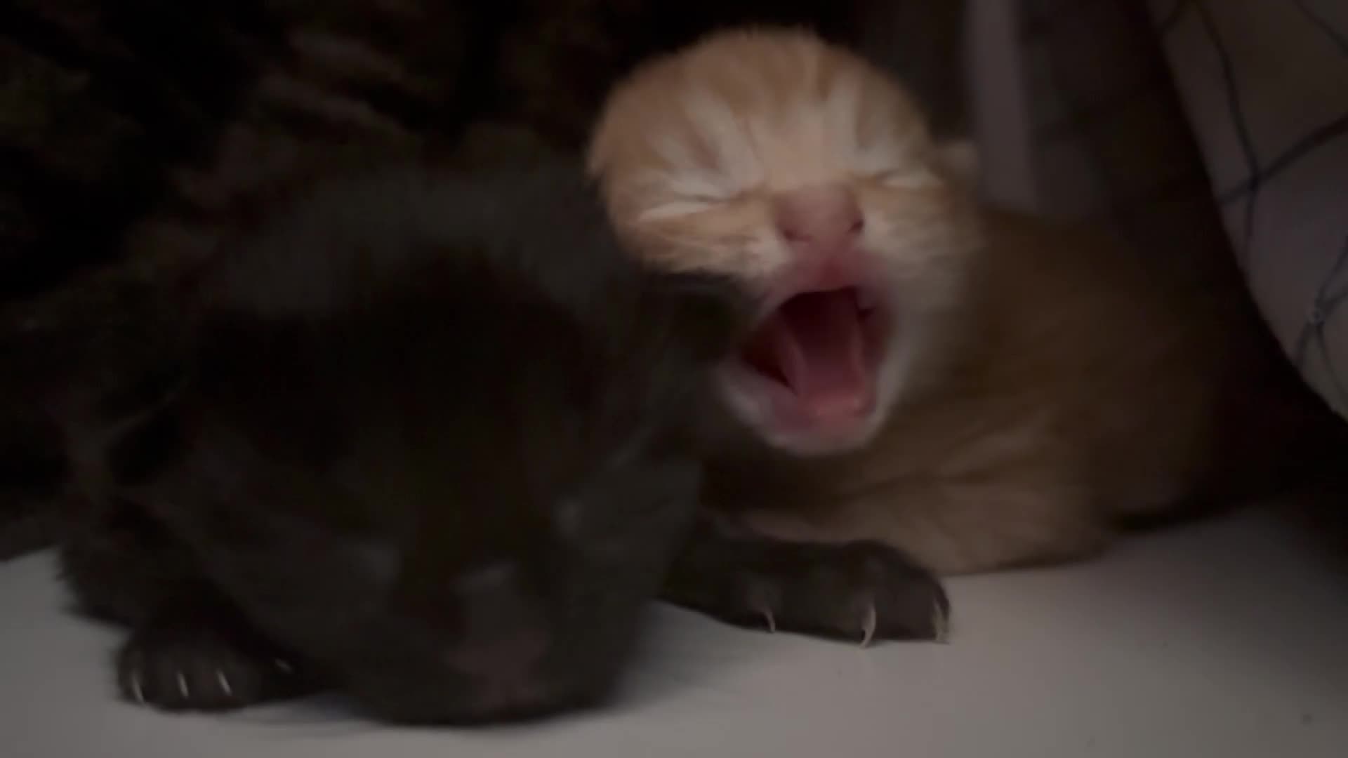 Mixed Breed cats for sale: Fluffy chunky kittens  - Video 2