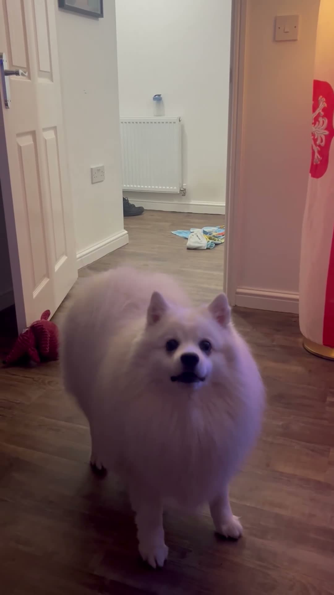 Japanese Spitz dogs for stud: Carlos of Bramley Cottage  in ELY - Video 1