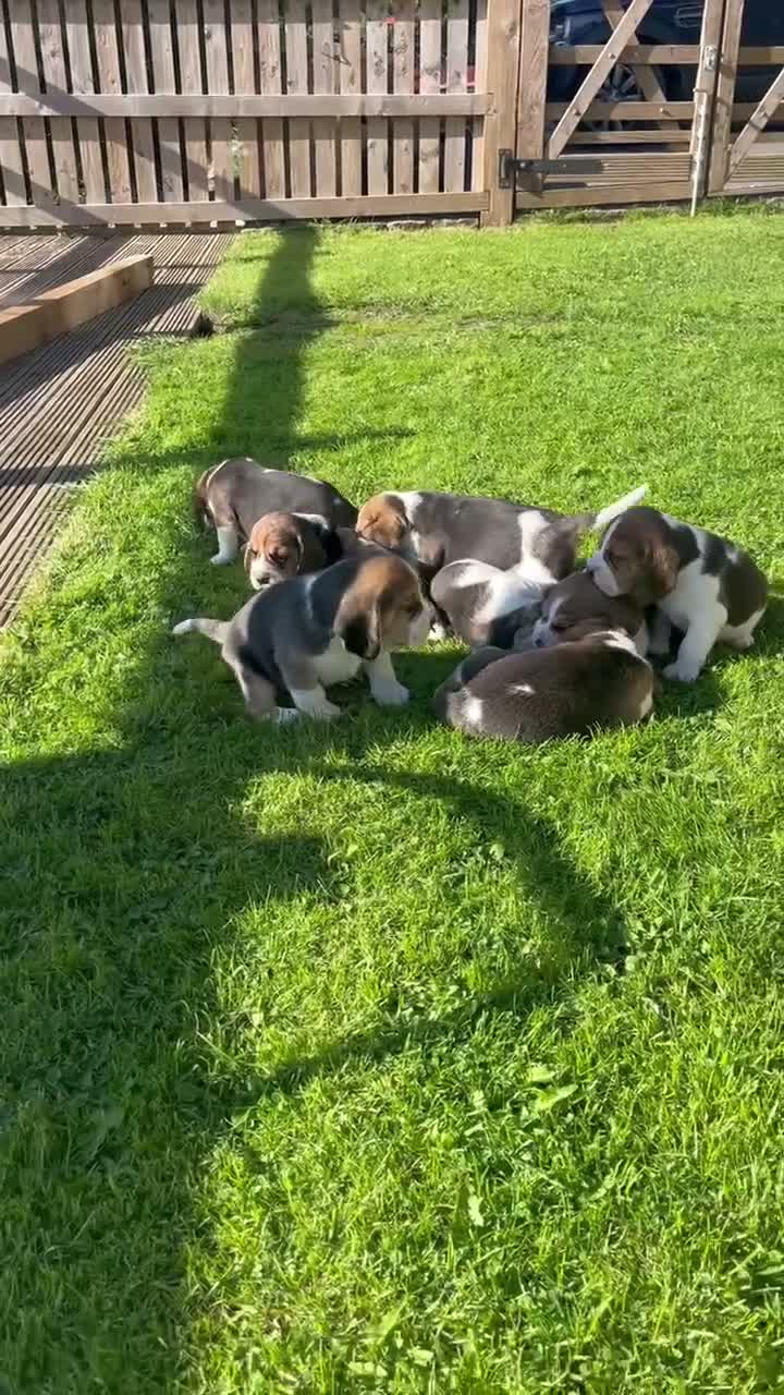 Beagle dogs for sale: Champion Bred Puppies (KC Reg) - Video 1