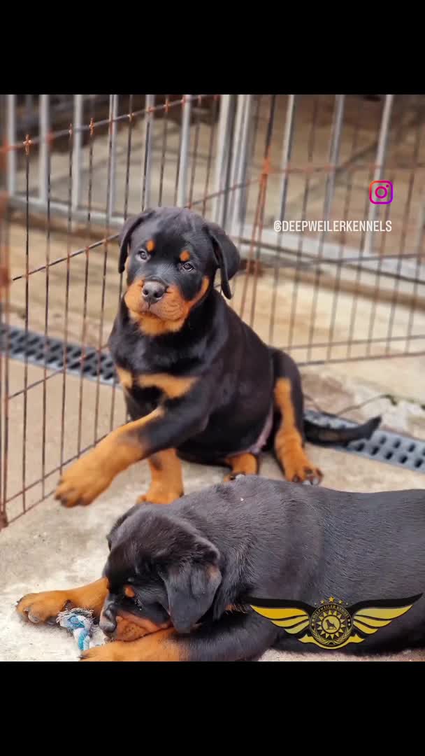 Rottweiler dogs for stud: Rottweiler import Stud (BIG DADDY BRUNO) in Liverpool - Video 1
