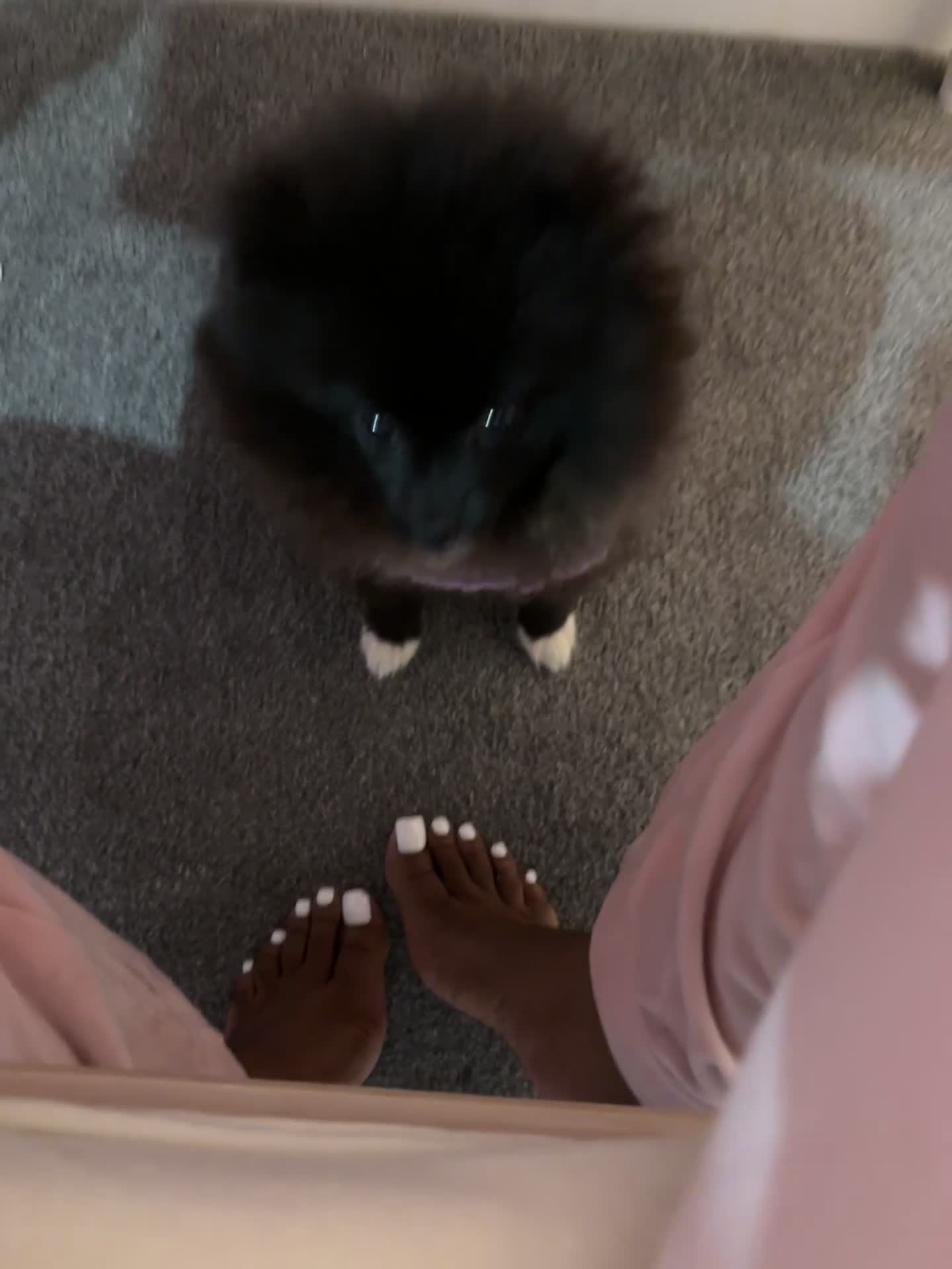 Pomeranian dogs for sale: Pomeranian Pup for Sale  - Video 1