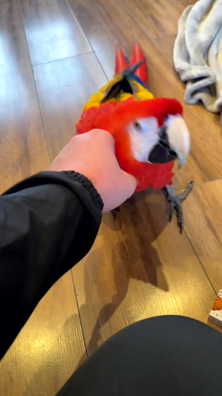 Macaws birds for sale: Scarlet macaw male 2 year old  - Video 1