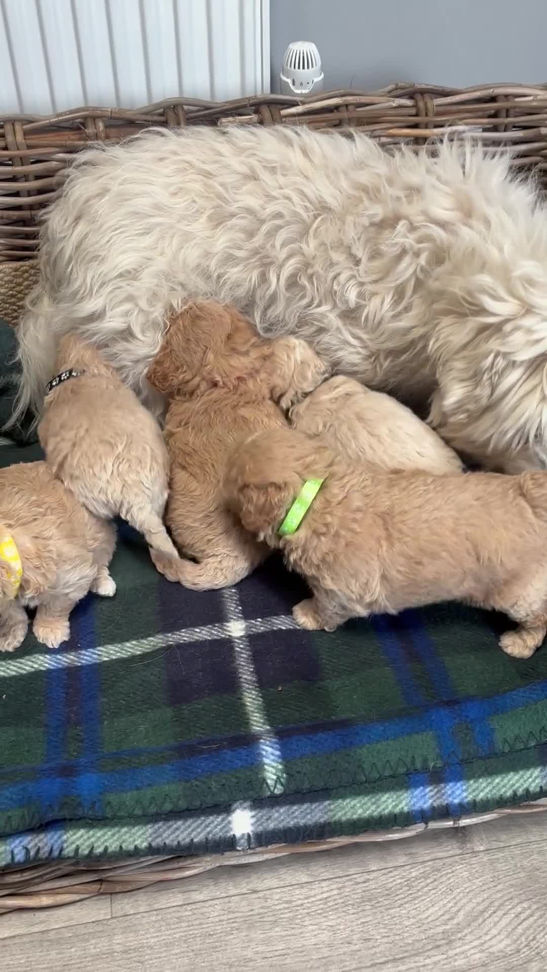 Maltipoo dogs for sale: F1 maltipoo  - Video 1