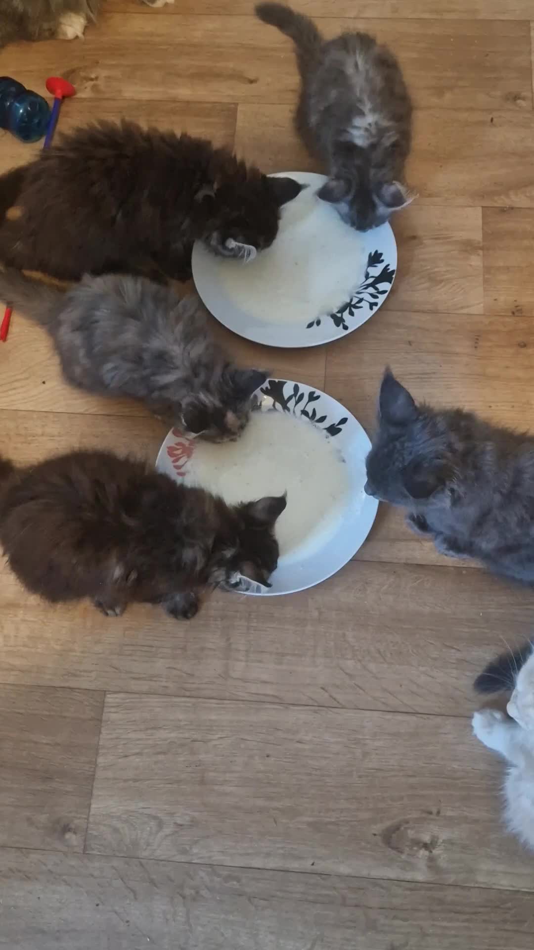 Maine Coon cats for sale: Last 2 gorgeous TICA mainecoons ready now - Video 2