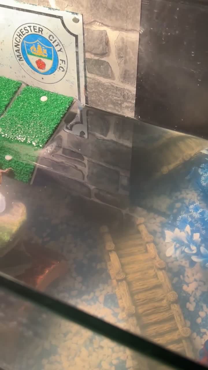Turtle reptiles for sale: 2 razorback musk turtles - Video 3