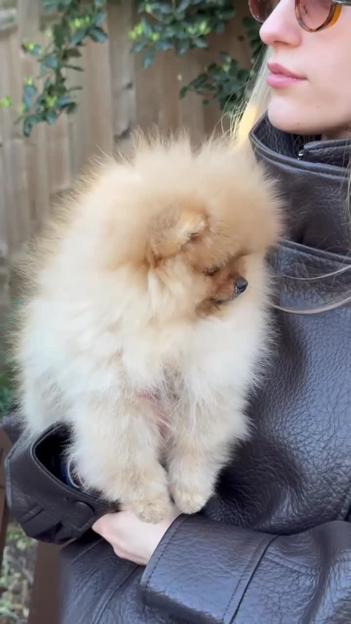 Pomeranian dogs for sale: ♥️ Adorable Pomeranian Puppies ♥️ - Video 2