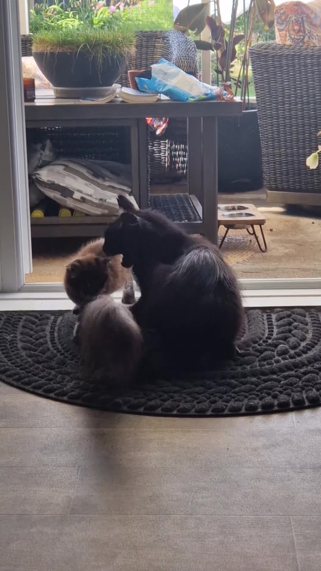 Maine Coon cats for sale: Male mainecoon  - Video 1