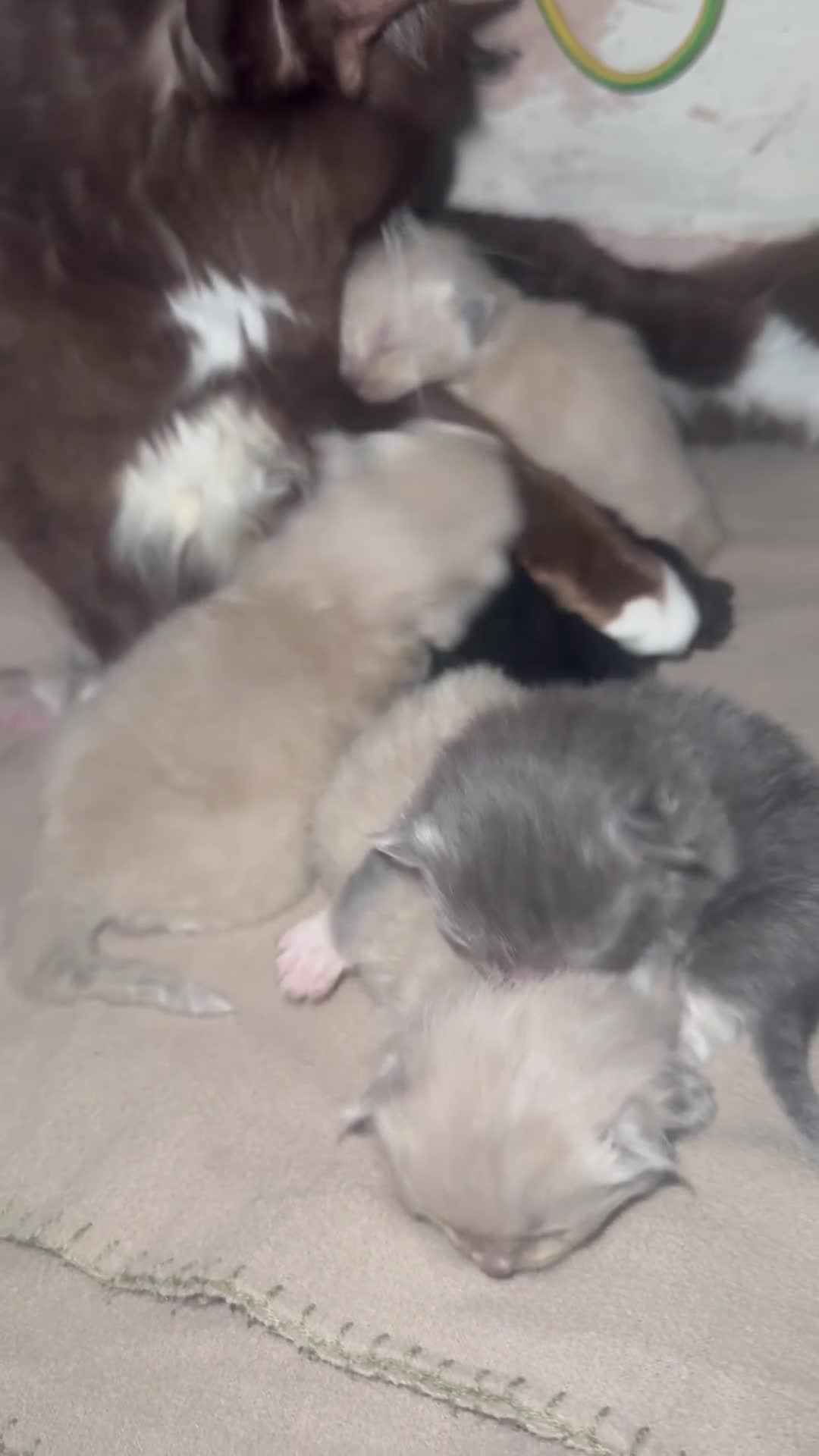 Ragdoll cats for sale: Tica Solid, Blue and Blue Mink Ragdolls - Video 1