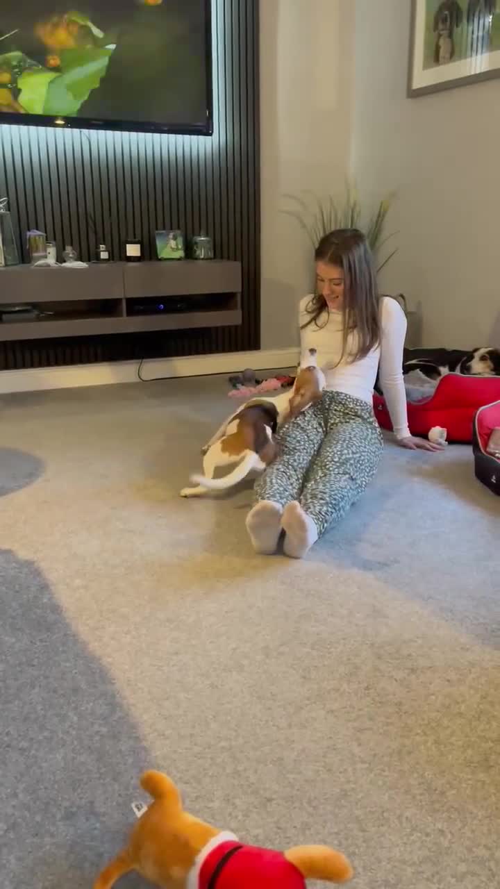Beagle dogs for adoption: Sweet Mayli is ready for her forever home - Video 1