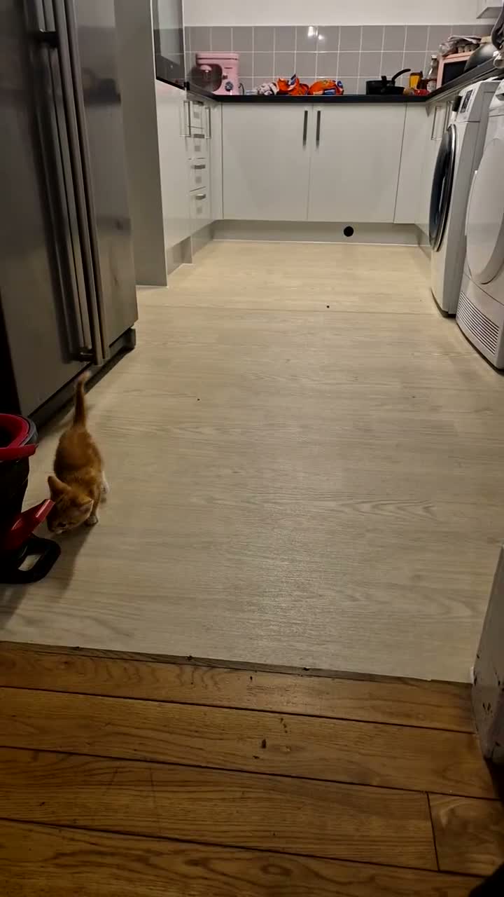 Mixed Breed cats for sale: 5 mixed colour kittens in Stevenage - Video 1