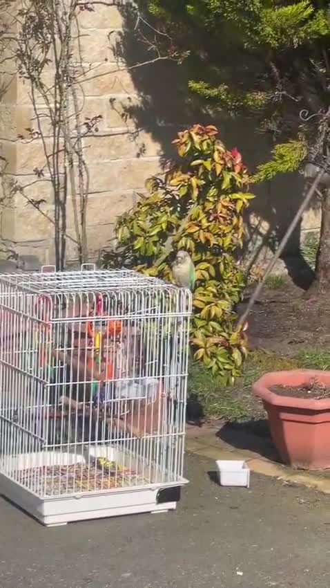 Conures birds for sale: Conure  full tame  6 months  old tame as he'll  in Halifax - Video 2