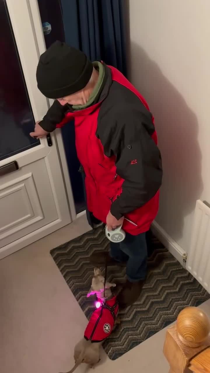 Miniature Dachshund dogs for sale: Miniature Dachsund Smooth Hair - Video 1