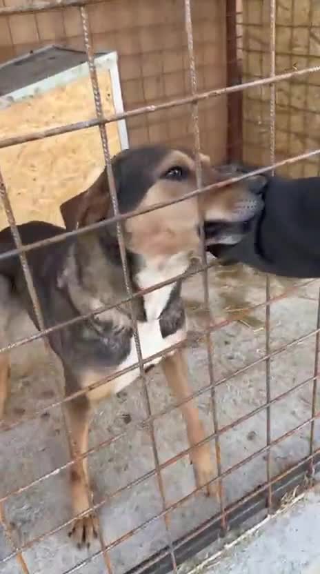 Mixed Breed dogs for adoption: 🌟 Special Home Needed for a Very Special Girl 🌟 in Pulborough - Video 1