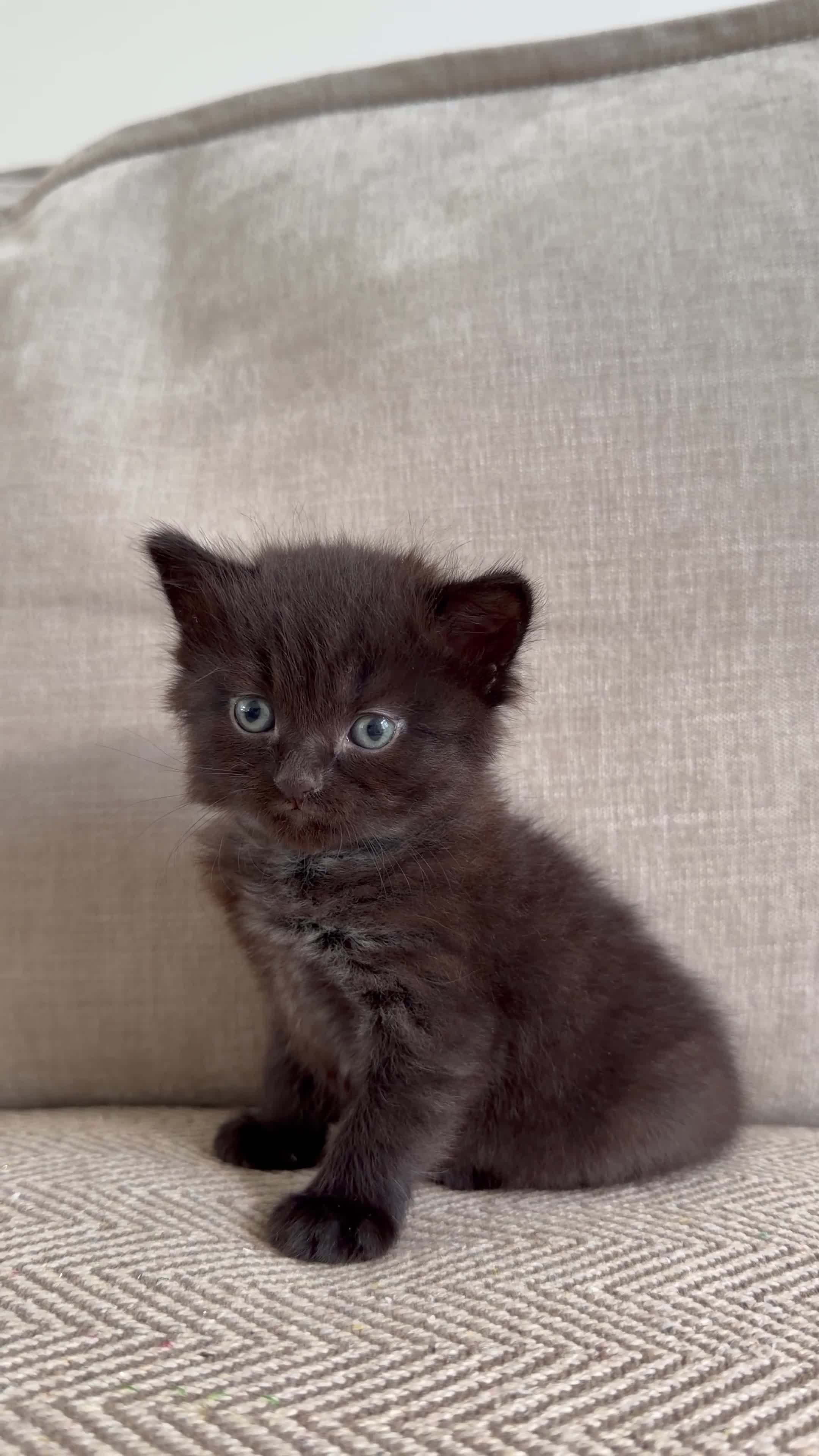British Shorthair cats for sale: Beautiful British Shorthair Cross Kittens 🐾 - Video 2