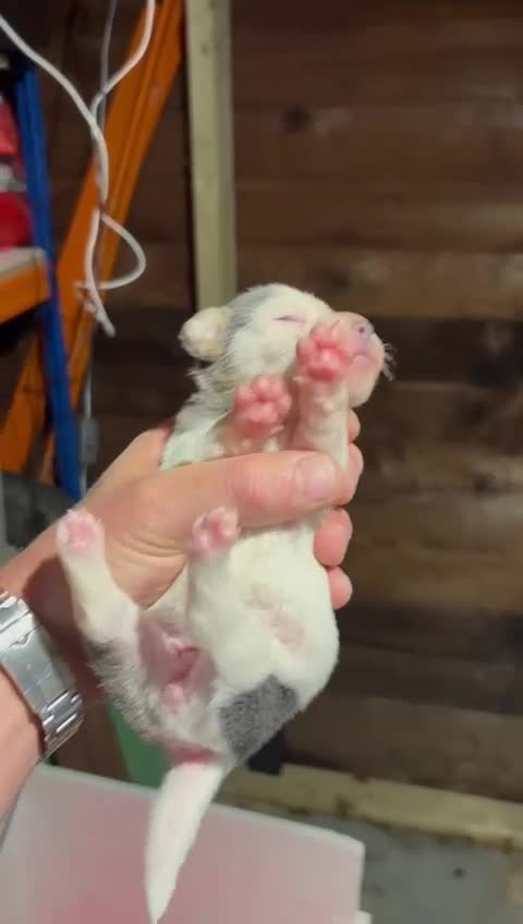 Jack Russell dogs for sale: Miniature jack Russell’s  - Video 3