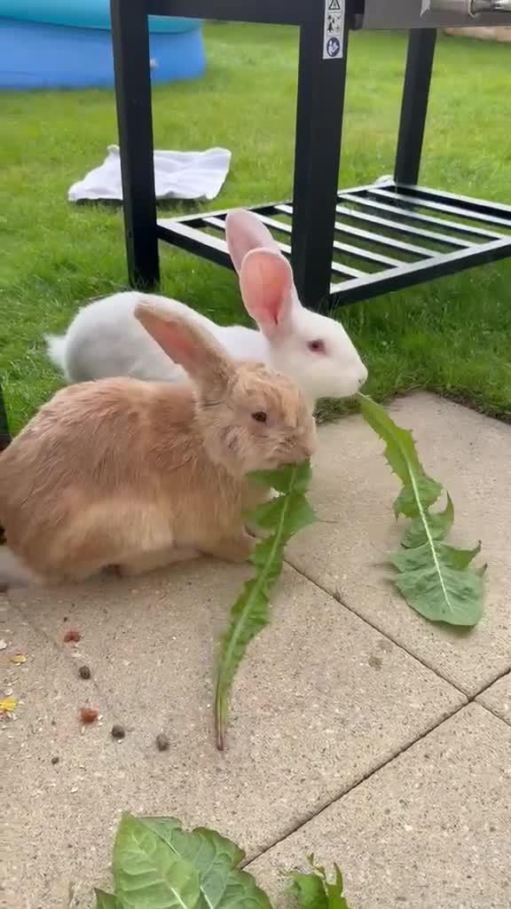 Mixed Breed rabbits for sale: 8-Month-Old Male Lop Rabbit in Huddersfield - Video 1