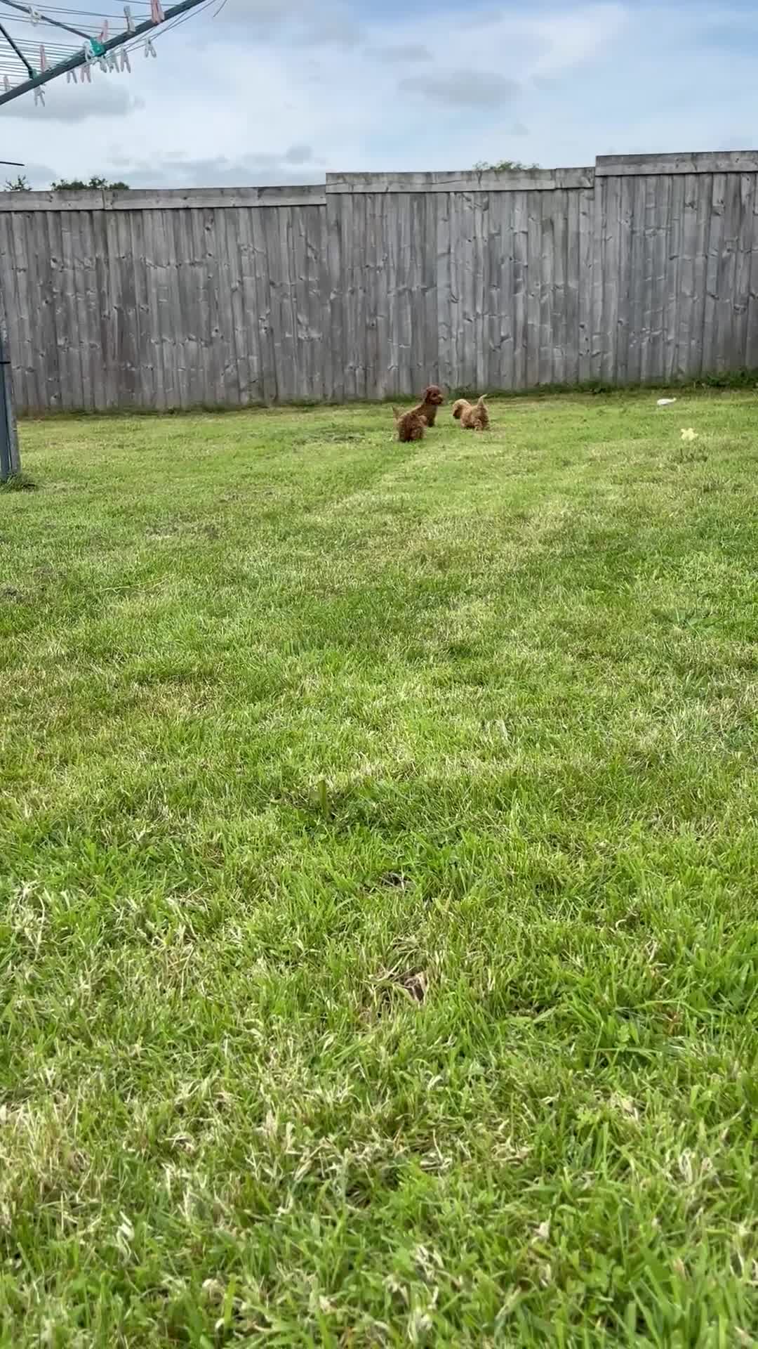 Cockapoo dogs for sale: Fantastic cockerpoos ready for new homes - Video 1