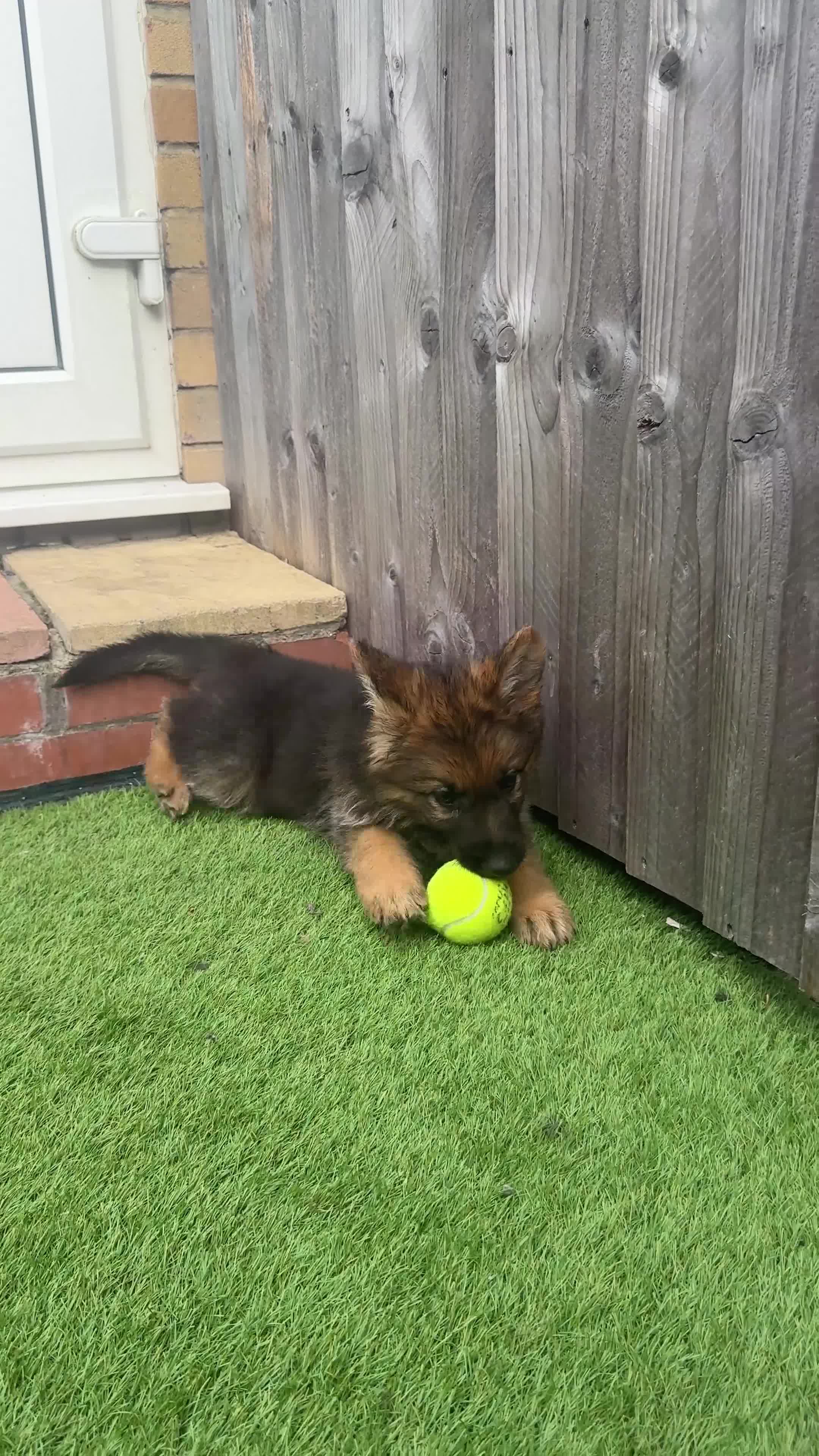 Mixed Breed dogs for sale: G.Sehepherd&white swiss Shepherd long coat puppies - Video 1