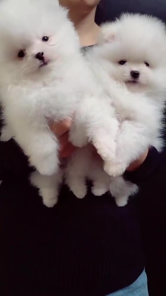 Pomeranian dogs for sale: KC Pedigree Pomeranian Puppies - Video 4