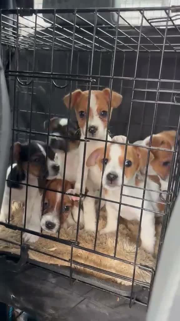 Jack Russell dogs for sale: Old fashion type Miniature jack russell puppies - Video 1