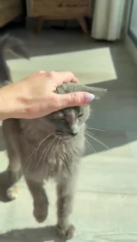 Mixed Breed cats for adoption: LILLI MIC PERSIAN GIRL SPAYED CALM AFFECTIONATE  - Video 1