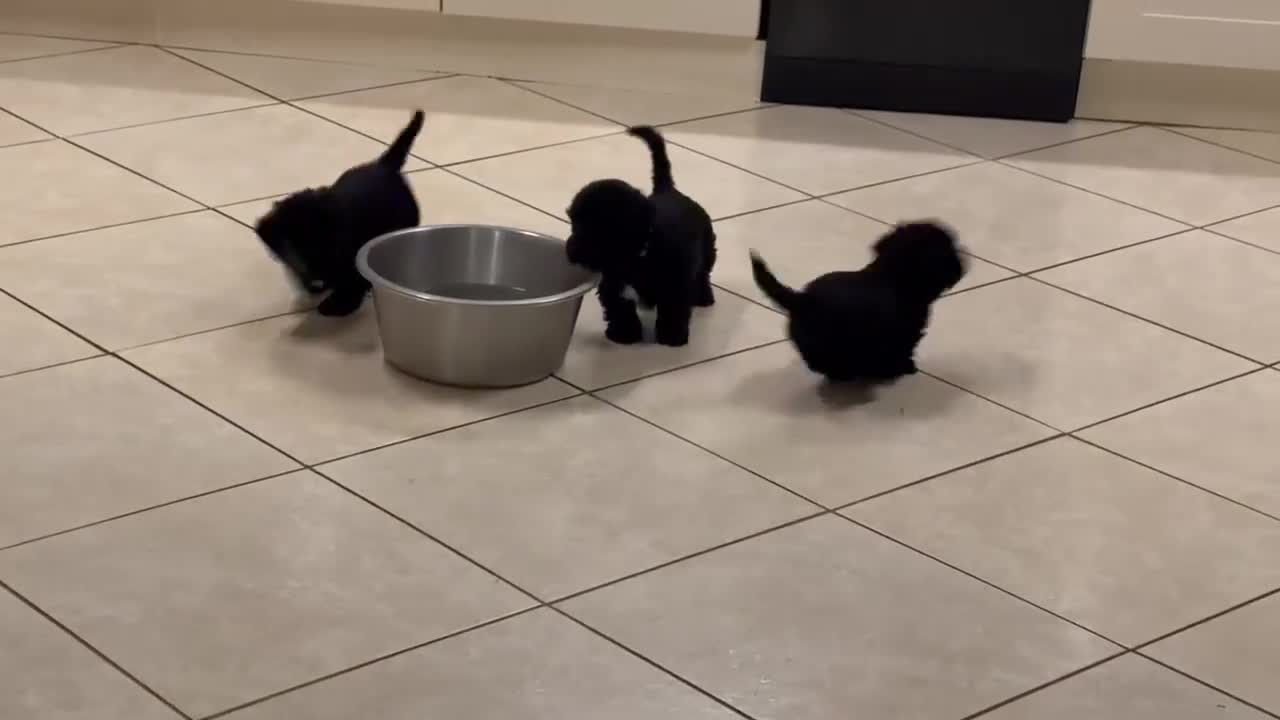 Cesky Terrier dogs for sale: One fab cesky girl for sale - Video 1