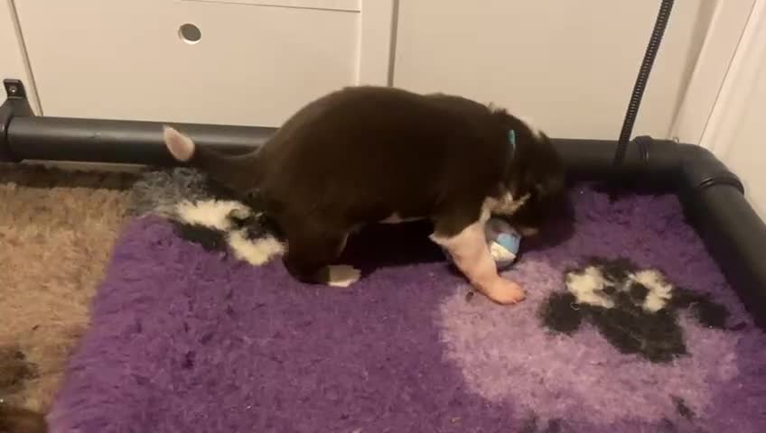 Border Collie dogs for sale: BorderCollie Pups: unique chocolate tri rough coat - Video 3