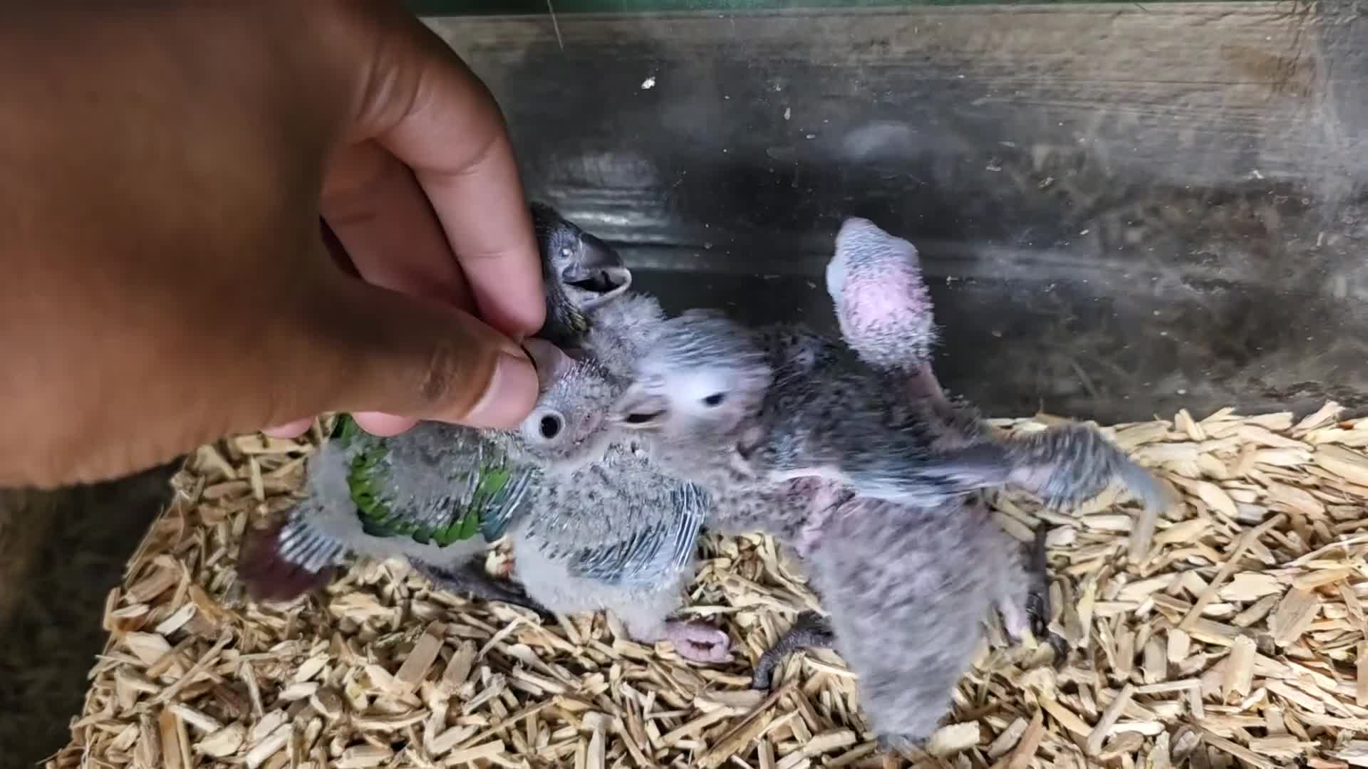 Parrots birds for sale: Handreared Baby Green Cheek Tame Conures  - Video 1