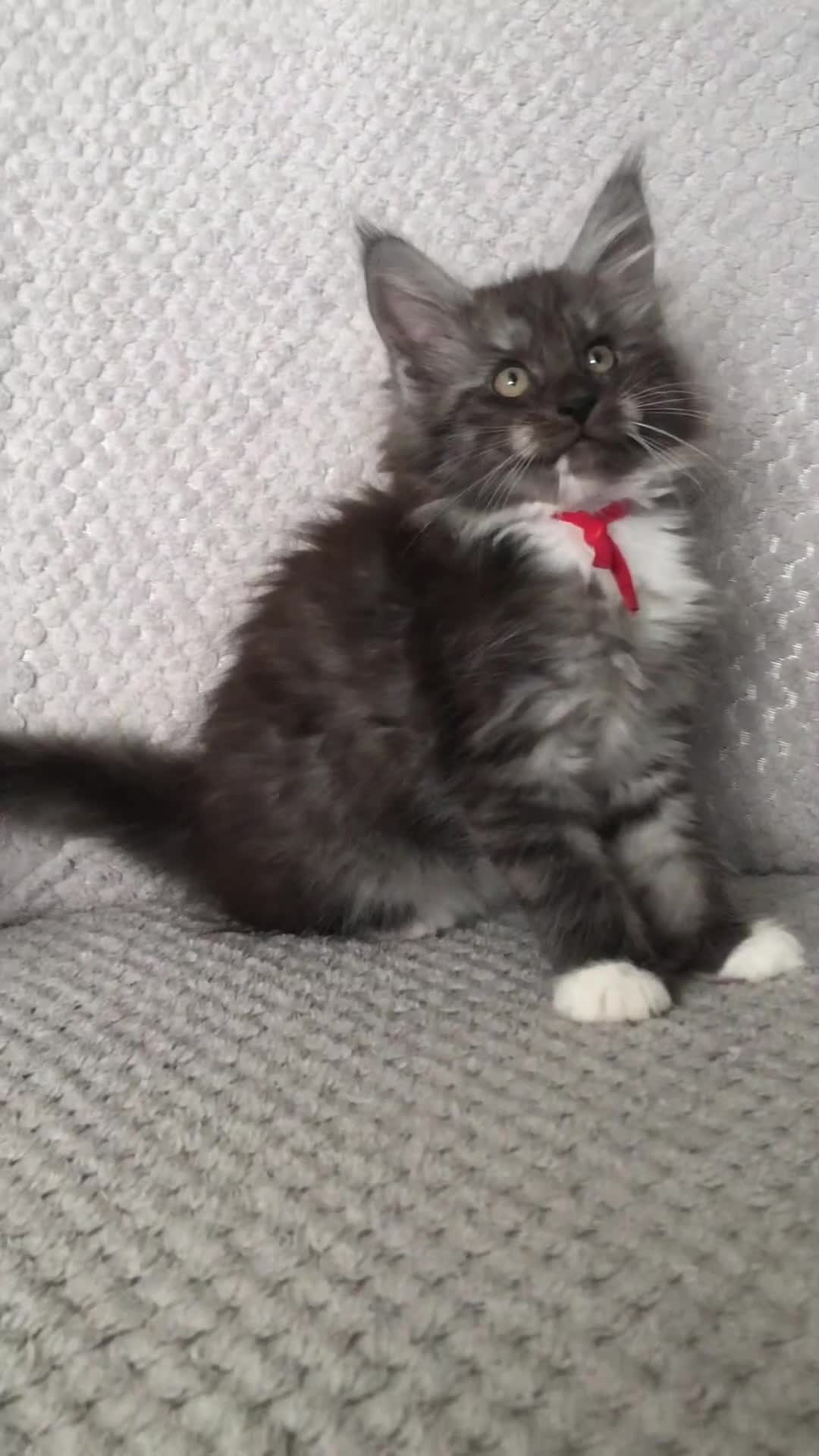 Maine Coon cats for sale: MaineCoon Kittens 2Girls Black Smoke Ready toleave - Video 1