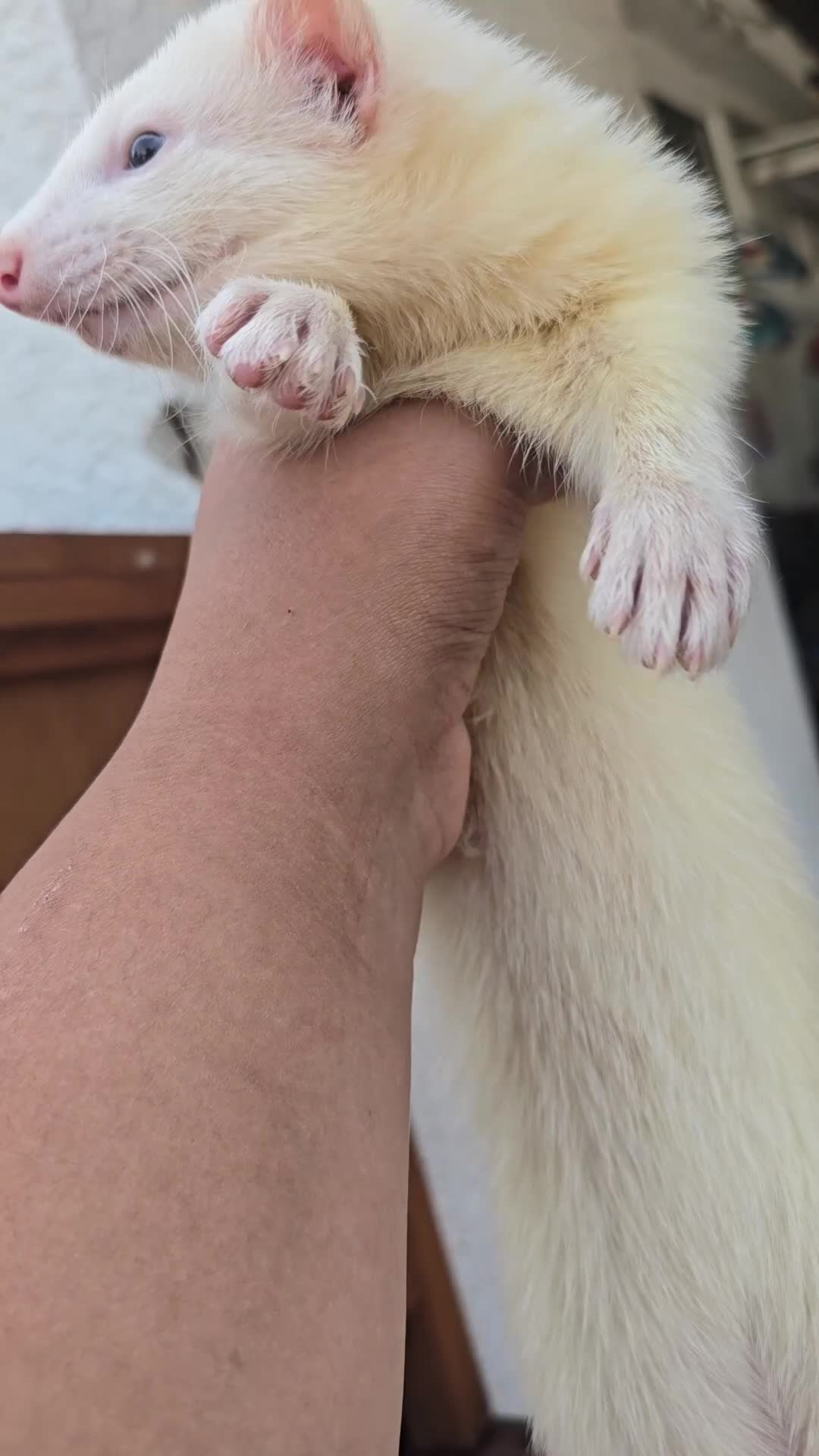 Ferret rodents for sale: Stunning ferret for sale - Video 1