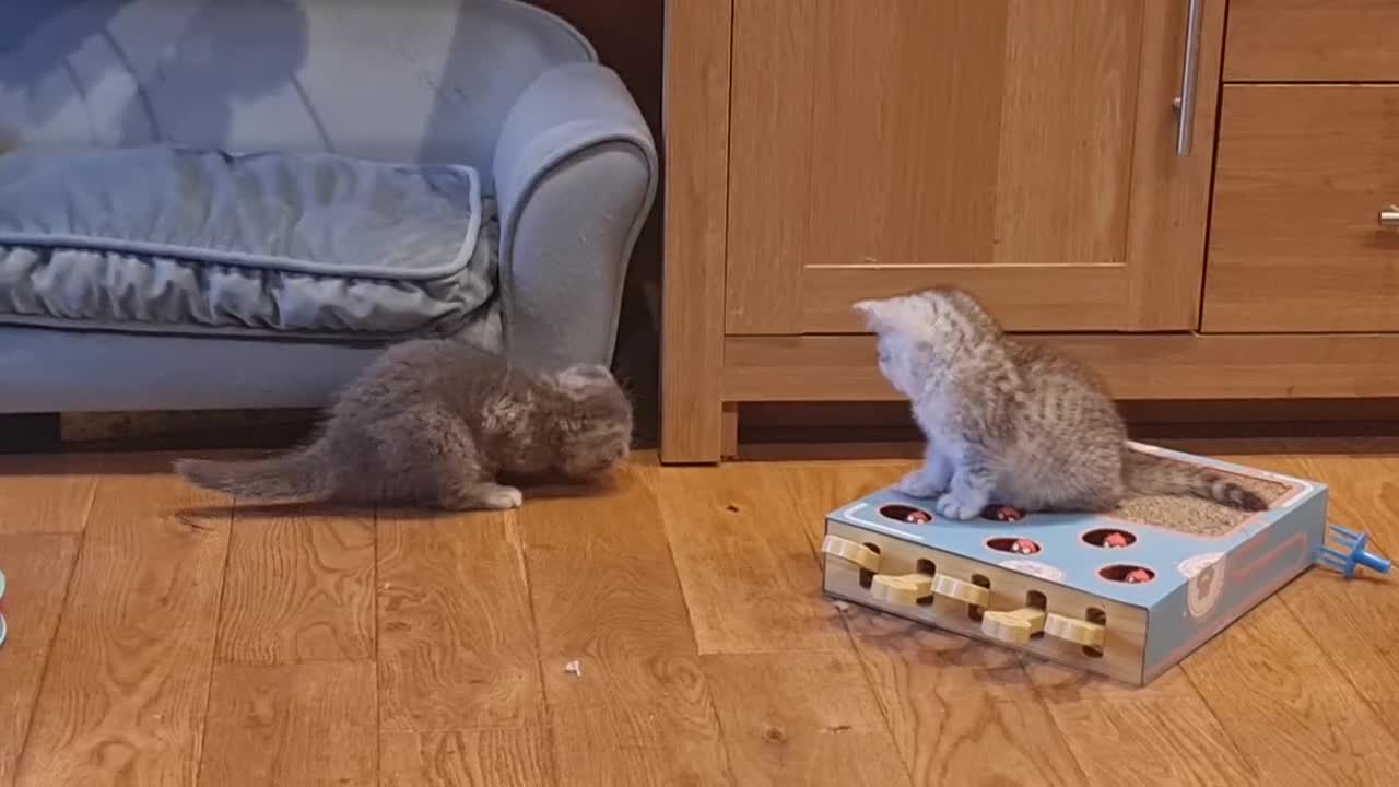 Scottish Fold cats for sale: Scottish Fold Kittens  - Video 4