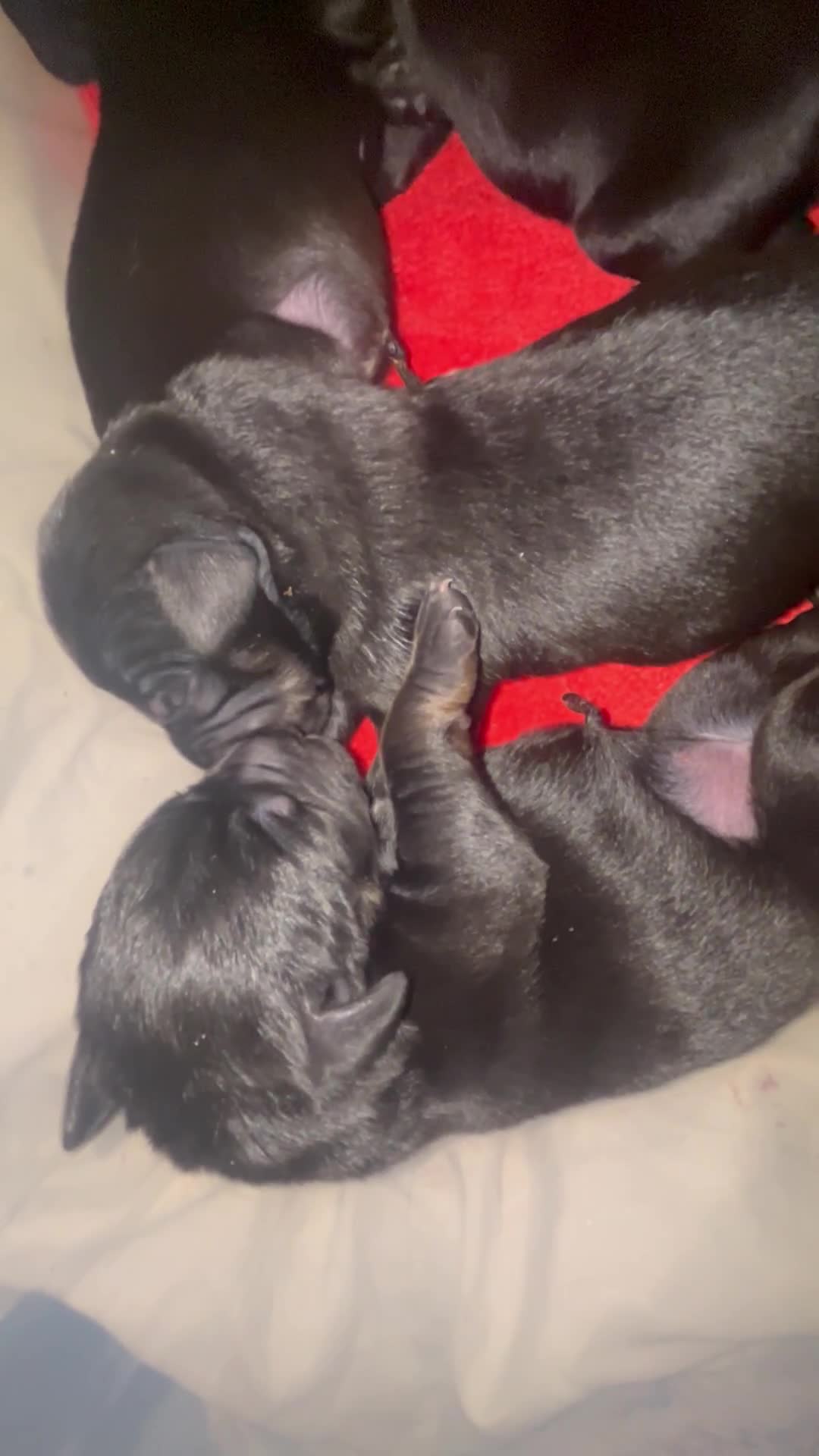 Borador dogs for sale: 5 borador puppies for sale - Video 1