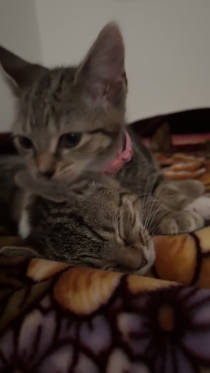 Domestic Shorthair cats for sale: 🐾Two Gorgeous Female Kittens🐾 - Video 2