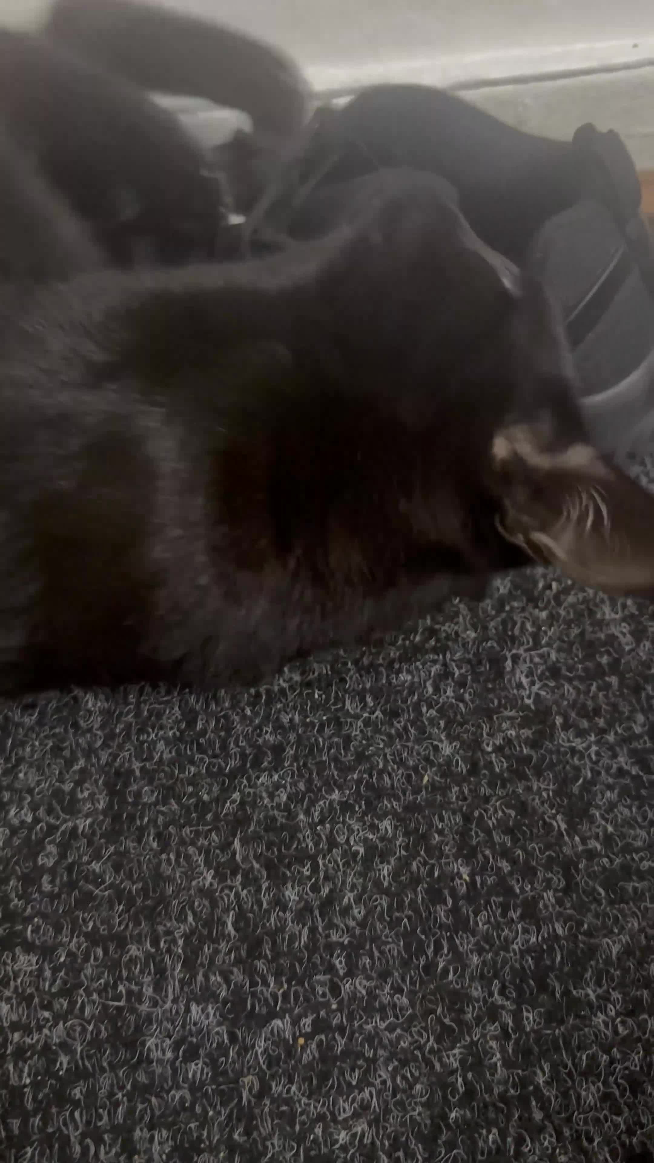 Mixed Breed cats for sale: Kitten - Video 1