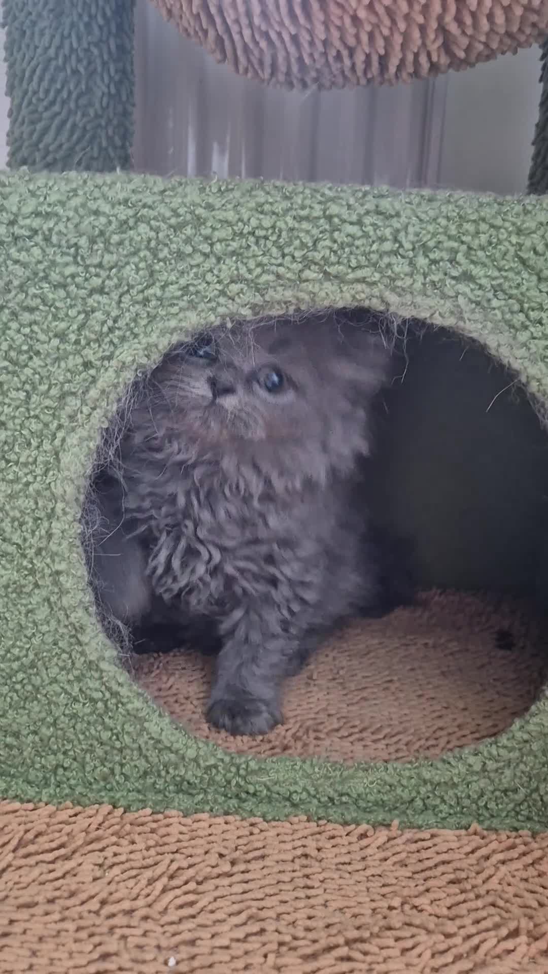 British Shorthair cats for sale: british shorthair & longhair - Video 1