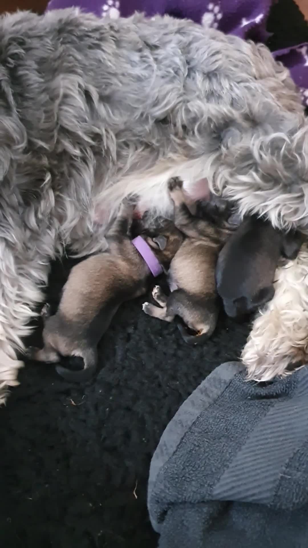 Miniature Schnauzer dogs for sale: Adorable Miniature Schnauzer Puppies - Video 1