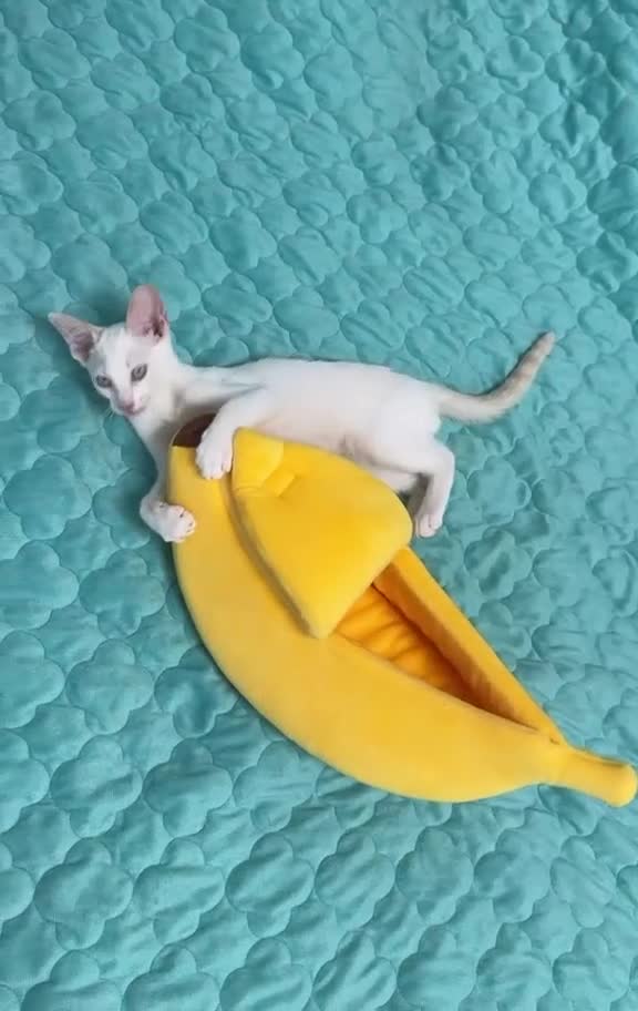Cornish Rex cats for sale: Last Boy-Super Affectionate & Loving ♥️  - Video 1